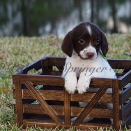 Lime Green - Liver and white female English Springer Spaniel puppy in Loris, South Carolina from Palmetto Springer Spaniels