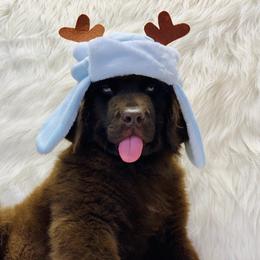 Newfoundland Puppies from Dyer Lake Newfoundland’s