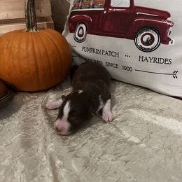 Australian Shepherd Puppies from A Beautiful Soul Aussies