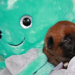 Belgian Malinois Puppies from Pyrex Kennels