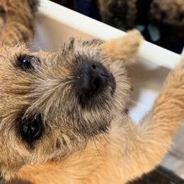 Cairn Terriers from Northwest Cairn Terriers