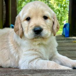 Honor - Golden male Golden Retriever puppy in Doniphan, Missouri from Stockford’s Golden Retrievers