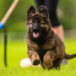 German Shepherd puppies from Spartan German Shepherds