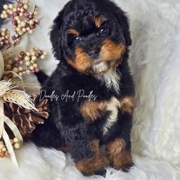 Indie - Tri-color female Bernedoodle puppy in Cleveland, Georgia from Jam's Doodles And Poodles