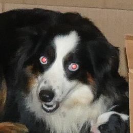lucylu - Miniature Australian Shepherd