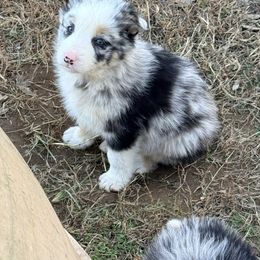 Vasyl - Blue merle male Border Collie puppy in Cedartown, Georgia from Ferguson Border Collies