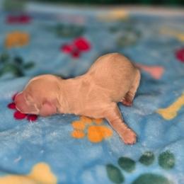 Leon - Cream male Dachshund puppy in Florence, Mississippi from Rosies Doxies and Poodles CKC