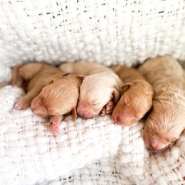 Aussiedoodle, Goldendoodle, and Saint Berdoodle Puppies from Pasatiempo Ranch
