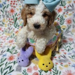 Poodle Puppies from Chatt-A-Nooga Poodles