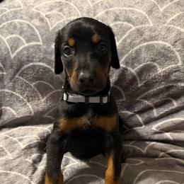 Girl 2 - Black and rust female Doberman Pinscher puppy in Lake City, Florida from Paintedcrazy Doberman Pinchers