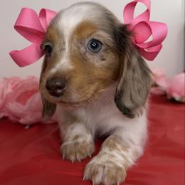 Dapple Girl--PET ONLY - Dapple female Dachshund puppy in Brookhaven, Mississippi from Southern Grace Doxies
