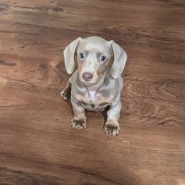 Dachshund Puppies from Autumns Dachshunds