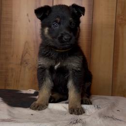 Kove - Black and tan female German Shepherd puppy in Beech Grove, Arkansas from Ze Zadnich lesu