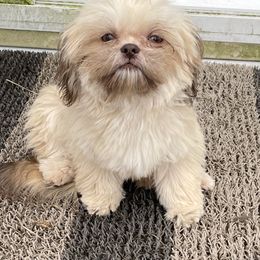 Shih Tzu Puppies from Sweet on Tzu