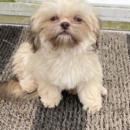 Shih Tzu Puppies from Sweet on Tzu