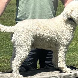 Bonnie - Lagotto Romagnolo