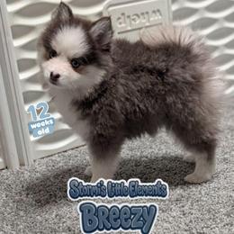 Breezy - Toy Female Blue Eyes - Blue female Pomsky puppy in Hurleyville, New York from My Crazy Pomskys