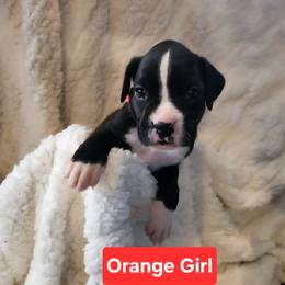 Boxer Puppies from Ashley Rhodes