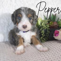 Bernedoodle Puppies from O’Hearon’s Amazing Puppies