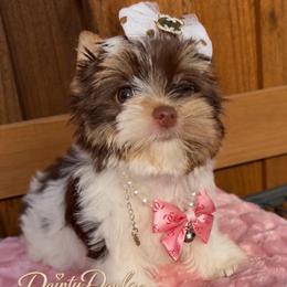 Fancy - Parti female Yorkshire Terrier puppy in Prosper, Texas from DaintyDawlz