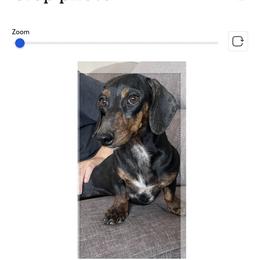 Girl 1 - Black and tan female Dachshund puppy in Tonopah, Arizona from Brandie's Dachshunds