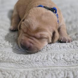 Boy 1 - Yellow male Labrador Retriever puppy in Grand Rivers, Kentucky from Big Water Dreams Retrievers