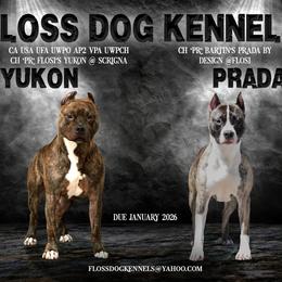 American Pit Bull Terrier puppies from Floss Dog Kennels