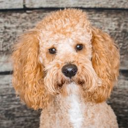 Cooper - Goldendoodle