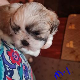 Boy 1 - Brindle and white male Shih Tzu puppy in Bethlehem, Pennsylvania from Cinnamon's Shih Tzus