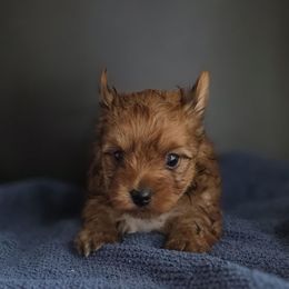Boy - Chocolate and tan male Yorkshire Terrier puppy in White Pigeon, Michigan from Kathys Yorkie and Shih-tzu Cuties