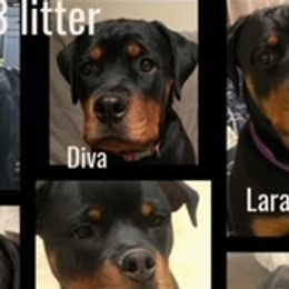 Rottweilers from Colorado Premiere Rottweilers