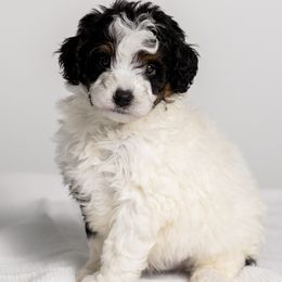 Walter - Tri-color male Bernedoodle puppy in Slc, Utah from Timp Doodles