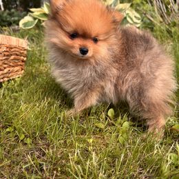 Pomeranian Puppies from Maine Pom’s