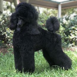 Poodle All Grown Up from Madness Kennels