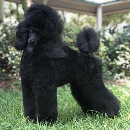 Poodle All Grown Up from Madness Kennels