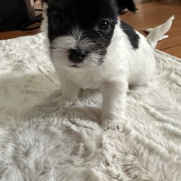 Tie - Black and white male Coton de Tulear puppy in Vancouver, Washington from Uptown Cotons