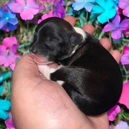 Amani - Blue female Chinese Crested puppy in Brooksville, Florida from Ariella Standard Poodles & Chinese Cresteds