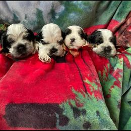 Cocker Spaniel Puppies from WilDen / Whirlwyn