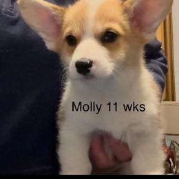 Molly - Red female Pembroke Welsh Corgi puppy in Billings, Montana from Eaglerock Kennel