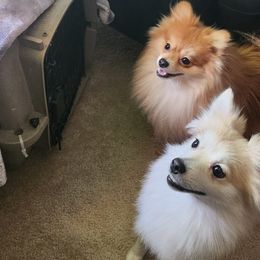 Pomeranians from Pure Pom Love