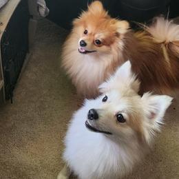 Pomeranians from Pure Pom Love