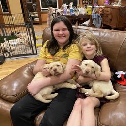 Dachshund and Labrador Retriever Puppies from Honeydew Ranch