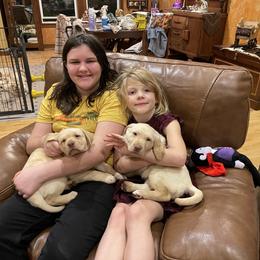 Dachshund and Labrador Retriever Puppies from Honeydew Ranch