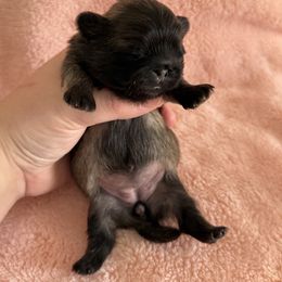 Girl 1 - Fawn female Pekingese puppy in Clinton, Tennessee from Gracelands Pekingese