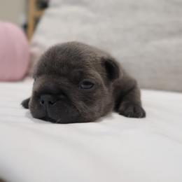 French Bulldog Puppies from Short Leg Frenchies