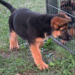 German Shepherd Puppies from Vom Goodchris German Shepherds