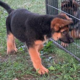 German Shepherd Puppies from Vom Goodchris German Shepherds