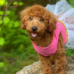 Joy - Poodle