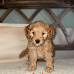 Ash - Red  male Goldendoodle puppy in Layton, Utah from Gracious Doodle Dogs