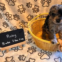 Girl 2 - female Assorted Doodle Crosses puppy in Auburn, Massachusetts from Poochon Paw